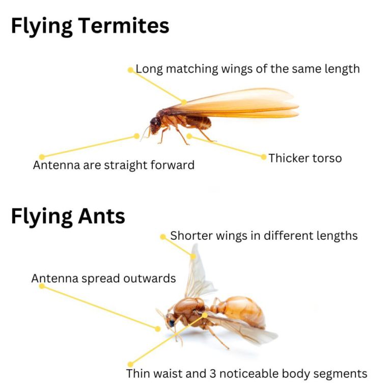 Summer Pest Control for the Hills District: Your Essential Guide