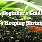 Shrimp Care Essentials for Newbies: Your Essential Guide