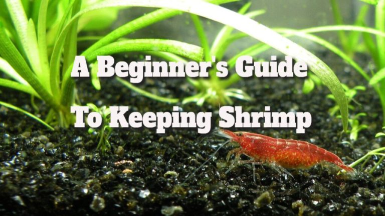 Shrimp Care: Essential Tips for New Owners