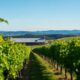 Devonport Wineries: A Must-Visit for Wine Lovers in Tasmania