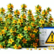 Herbal Interactions with Medications: Insights for Australians