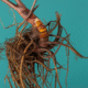Supplements for Menopause: Natural Support Options