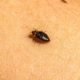 Bed Bug Infestation: Identification, Treatment and Prevention