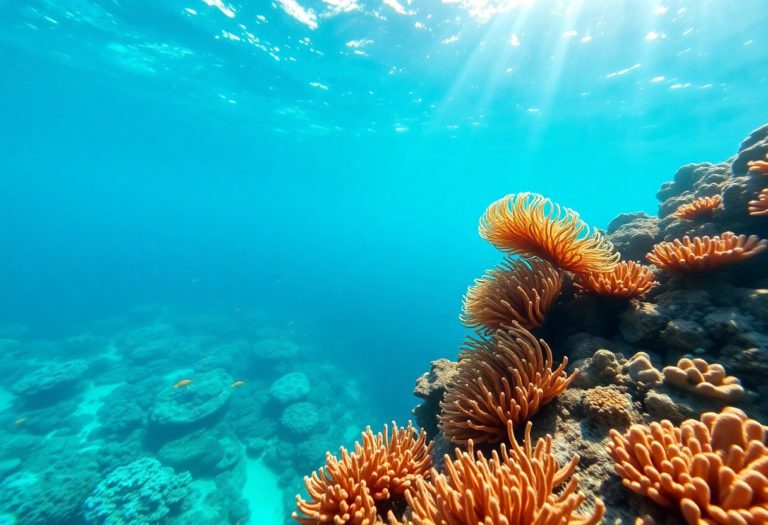Snorkeling Spots and Marine Life at Belize Barrier Reef