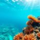 Snorkeling Spots and Marine Life at Belize Barrier Reef
