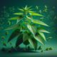 Nettle for Allergies: Australia’s Natural Solution