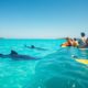 Whale Shark Tips for Swimming and Optimal Times in Belize
