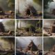 Primitive Shelter Designs: Your Ultimate Guide to Building