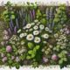 Herbal Remedies Basics: Your Essential Guide for Australia