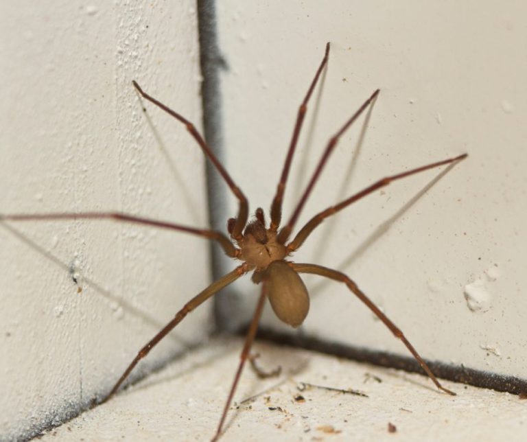 Spider Pest Control Strategies for Successful Removal