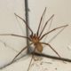 Spider Pest Control Strategies for Successful Removal