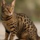 Ocicat Spot Patterns: Discovering Distinctive Cat Coats