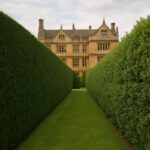 Hedge Trimming Techniques for Your Stoke-Sub-Hamdon Garden