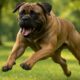 Bigger Dogs and Aggression: Key Facts to Know