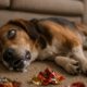 Seizure Management for Pets with Effective Home Remedies