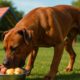 High-Protein Meals to Keep Your Dog Energetic and Healthy