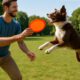 Frisbee Techniques for Training Your Dog Today!