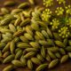 Fennel Seed Recipes for Authentic Italian & Indian Dishes