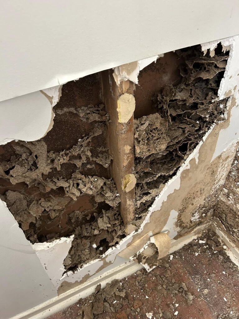 Termite Inspection Timing: Essential Winter Tips for Sydney