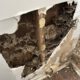 Termite Inspection Timing: Essential Winter Tips for Sydney