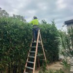 Low-Maintenance Hedging Plants Ideal for Newcastle Gardens