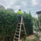 Low-Maintenance Hedging Plants Ideal for Newcastle Gardens