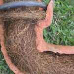 Tree Roots in Drains: Persistent Problems in Sutherland Shire