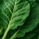 Collard Greens Recipe: A Wholesome Slow Cooked Delight