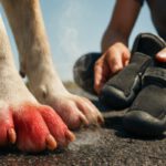 Pavement Safety Tips: Essential Advice for Dogs in Heat