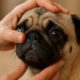 Brachycephalic Breeds and Essential Eye Health Checks