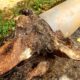 Tree Roots in Drains: Addressing Wollongong’s Issue