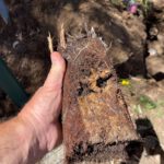 Impact of Clay Soil on Pipes in Caboolture