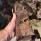 Clay Soil Threatens Caboolture Pipes: What You Need to Know