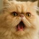 Respiratory Issues in Flat-Faced Cats: Essential Care Guide