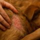 Flea Surge Control: Key Tips for Preventing Pet Infestations